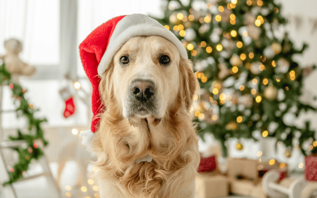 A golden retriever dog with a red Santa hat sitting in front of a christmas tree.